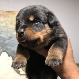 Rottweiler Puppies from Black Diamond Excellence