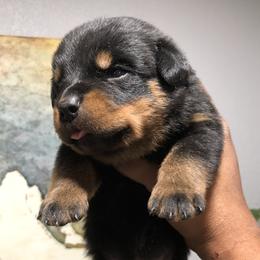 Rottweiler Puppies from Black Diamond Excellence