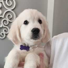 Purple girl - Golden Retriever puppy from River Close Goldens