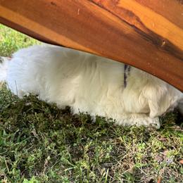 Coton de Tulear Puppies from Smoky Mountains Cotons