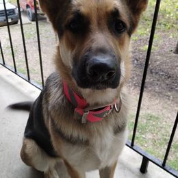 German Shepherds from King of Kings Kennels