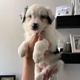 Harmony - Blue merle female Australian Shepherd puppy in Weeki Wachee, Florida from Ace of Spades Australian Shepherds
