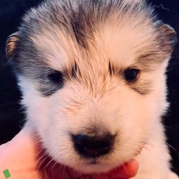 Naan - Gray and white female Alaskan Malamute puppy in Palmyra, Michigan from Illusion Kennel