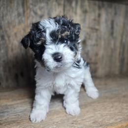 Aurora - Parti female Yorkshire Terrier puppy in Mountain Grove, Missouri from Precious Puppies