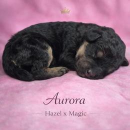 Aurora - Phantom female Poodle puppy in Springfield, Oregon from Valaurah Farms