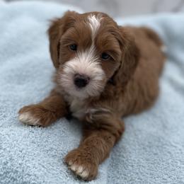 Jack - Red  male Goldendoodle puppy in Kansas City, Kansas from Bella & Ivy’s Mini Goldendoodles of KC