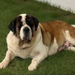 Pepper - White and brown female Saint Bernard puppy in Ramona, California from Buendias Ranch Saint Bernards & Bernese Mountain Dogs