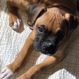 Canela (Cinnamon) - Fawn female Boxer puppy in Sacramento, California from The Bakery