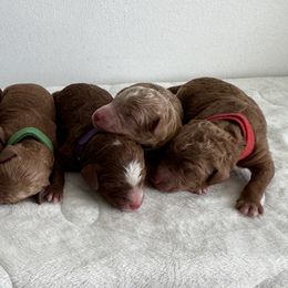 Poodles from Sunshine Pups