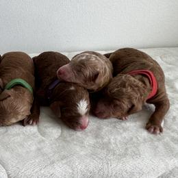 Poodles from Sunshine Pups
