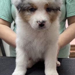 Boy 3 - male Australian Shepherd puppy in Arcanum, Ohio from Krafthaus Rottweilers & Australian Shepherds