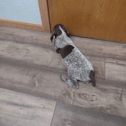 Devlyn (D7) - Liver roan female German Shorthaired Pointer puppy in Mechanicsville, Iowa from Apple River Working Dogs