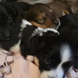 Dachshunds from Ziva's Friends