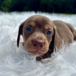 Stella - Chocolate and tan female Dachshund puppy in Delano, Tennessee from Olive Branch Acres