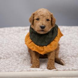 White collar girl - Apricot female Goldendoodle puppy in Spokane, Washington from Beloved_doodles_WA