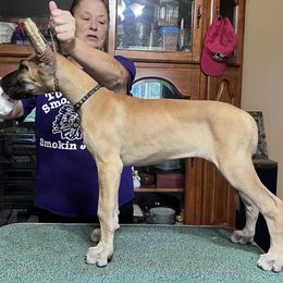 Great Dane Puppies from Hladik Great Danes