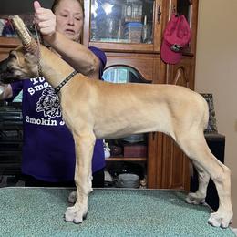 Great Dane Puppies from Hladik Great Danes