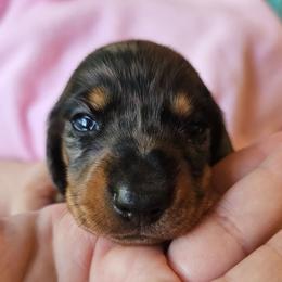 Black and tan male - Dapple male Dachshund puppy in Belle Rive, Illinois from Akin's Miniature Dachshunds, LLC
