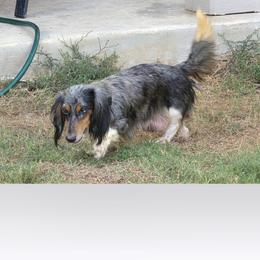 Fiona - Dachshund