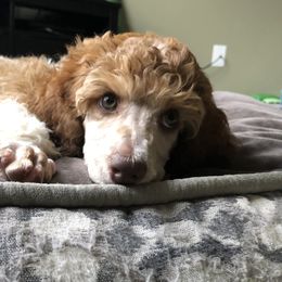 Poodle Puppies from Gemini Poodles