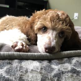 Poodle Puppies from Gemini Poodles