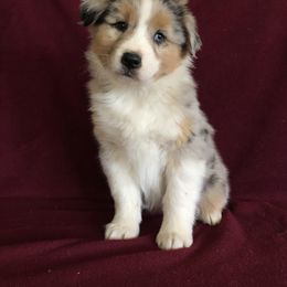 "Ruby x Ben" Australian Shepherd Puppies from Cedar Creek Farm