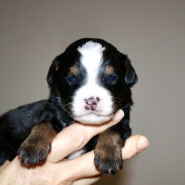 Blitzen -TRI COLOR - Tri-color male Bernedoodle puppy in Apple Creek, Ohio from Arlene Hershberger