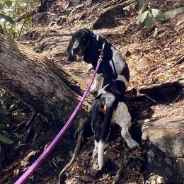 Black Benny - Basset Hound
