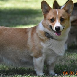 Fergie - Pembroke Welsh Corgi