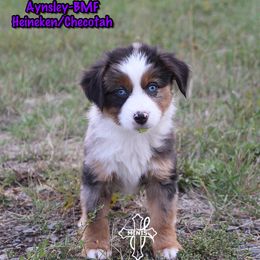 Aynsley - Blue merle female Miniature American Shepherd puppy in Elgin, Oregon from Cross L Miniature American Shepherds