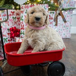 Pippi - Caramel cream female Australian Labradoodle puppy in Leonard, Texas from Laird Farms