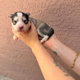 Lady - Tri-color female Pomsky puppy in Spring Hill, Florida from Besties Paw Life