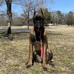 Circe - Boxer