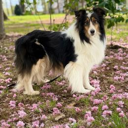 Jade - Shetland Sheepdog
