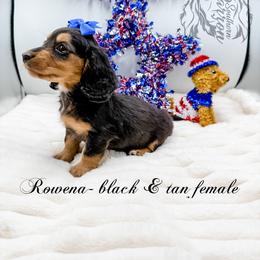Rowena - Black and tan female Dachshund puppy in Prairieville, Louisiana from Southern Barron Danes & Dachshunds