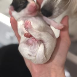 Juliet - White female Chinese Crested puppy in Dublin, California from Show Style Chinese Cresteds