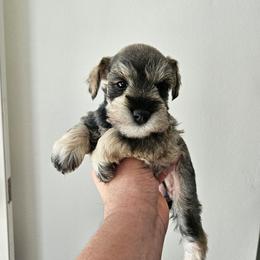 Girl 1 - Salt and pepper female Miniature Schnauzer puppy in Chino, California from So Cal Schnauzer