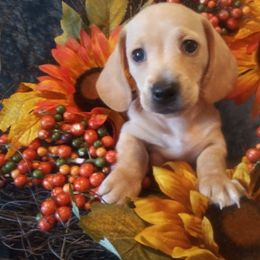 Dachshund Puppies from Cuddlehound Kennels