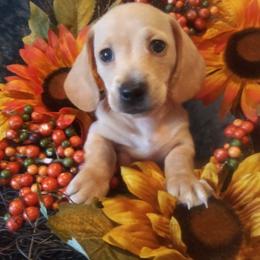 Dachshund Puppies from Cuddlehound Kennels
