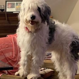 Aussiedoodle All Grown Up from Saving Grace K9 Training