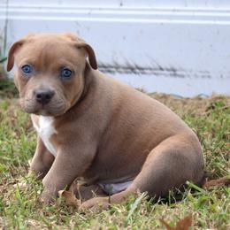 Micah - Blue fawn male American Bully puppy in Easton, Maryland from Night Court Bullies