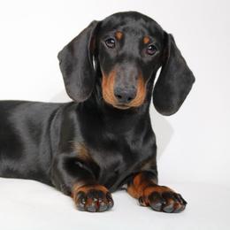 Archie - Black and tan male Dachshund puppy in Red Bud, Illinois from Midwest Miniature Dachshunds