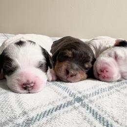 Bernedoodle puppies from Hommel’s Mini Darling Doodles