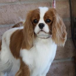 Fate - Cavalier King Charles Spaniel