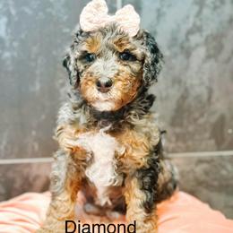 Diamond - Blue merle female Bernedoodle puppy in Pasco, Washington from Camp Doodle Woods