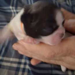Girl 1 - Gold and white female Shih Tzu puppy in Lake Worth, Florida from Shih Tzu Cottage