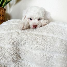 Cockapoo Puppies from Cockapoo puppies and co.