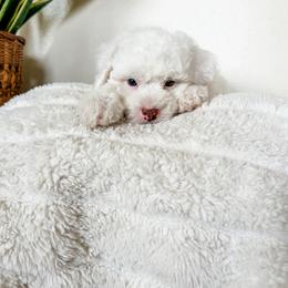 Cockapoo Puppies from Cockapoo puppies and co.
