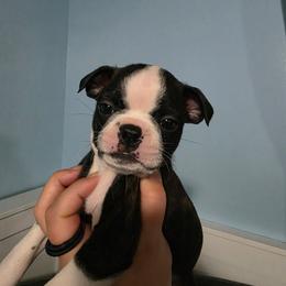 Gemma (Bonbon) - Black and white female Boston Terrier puppy in Columbus, Ohio from Bryn's AKC Bostons
