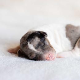 Cuppycake - Parti female Goldendoodle puppy in Woodruff, South Carolina from Crooked Creek Doodles and Poodles